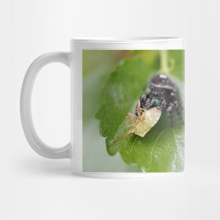 Phidippus audax (bold jumping spider) with prey (stinkbug) Mug